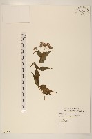 島田氏澤蘭藏品圖，第1張