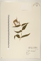 島田氏澤蘭藏品圖，第1張