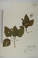 下田菊藏品圖，第1張