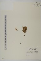 臺灣假黃鵪菜藏品圖，第1張