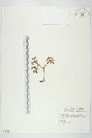 星果佛甲草藏品圖，第1張