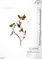 克非亞草藏品圖，第1張