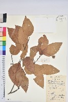 水青岡藏品圖，第1張