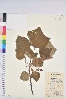 登錄號:S078528藏品圖，第1張