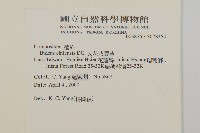 假寶鐸花藏品圖，第2張