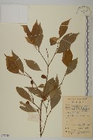 大果衛矛藏品圖，第1張