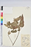 毛果巴豆藏品圖，第1張