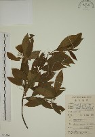 鈍齒鼠李藏品圖，第1張