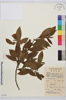 鈍齒鼠李藏品圖，第2張