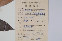 紫花絡石藏品圖，第2張
