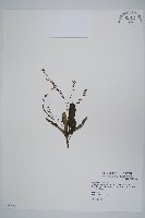 密毛假黃楊藏品圖，第1張