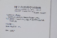 密毛假黃楊藏品圖，第2張