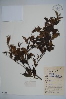 密毛假黃楊藏品圖，第3張