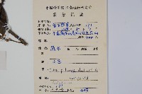 密毛假黃楊藏品圖，第4張