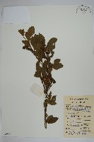 鼠李冬青、滿樹星藏品圖，第1張