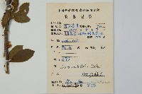 鼠李冬青、滿樹星藏品圖，第2張