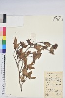 唐杜鵑、大屯杜鵑、中原氏杜鵑藏品圖，第1張