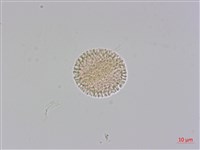 白木香、土沉香藏品圖，第3張