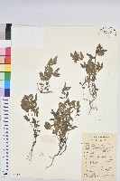 乳仔草藏品圖，第1張