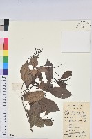 日本五月茶、南投五月茶藏品圖，第1張