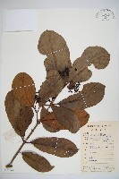 珊瑚樹藏品圖，第1張