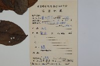 珊瑚樹藏品圖，第2張