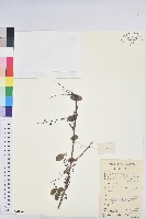 龍眼睛藏品圖，第1張