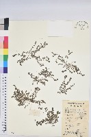 伏生大戢藏品圖，第1張