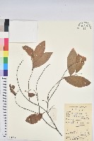 土密樹藏品圖，第1張