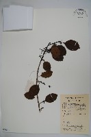 鐵冬青藏品圖，第1張