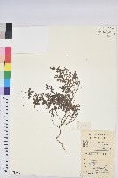 通奶草藏品圖，第1張