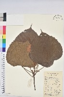 鼎湖血桐藏品圖，第1張