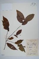 假鷹爪藏品圖，第1張