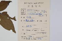 假鷹爪藏品圖，第2張