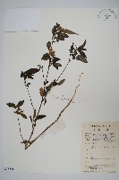 鱗花草藏品圖，第1張