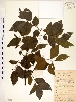 朴樹藏品圖，第1張