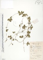 蛇莓、地莓、龍吐珠藏品圖，第1張