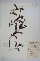 酸藤藏品圖，第1張