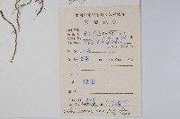 針刺草藏品圖，第2張