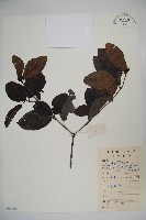 登錄號:S078600藏品圖，第1張