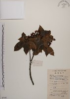 木荷藏品圖，第1張