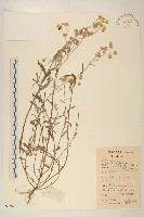 鼠麴草藏品圖，第1張