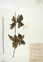 毛玉葉金花藏品圖，第1張