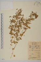 繁縷藏品圖，第1張