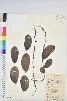 香港算盤子藏品圖，第1張