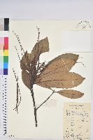 黧蒴栲藏品圖，第1張