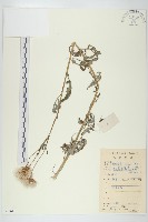 泥胡菜藏品圖，第1張