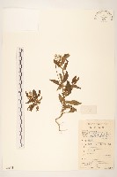 一枝香藏品圖，第1張