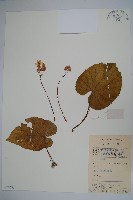 紫背天葵藏品圖，第1張