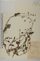 紫背草藏品圖，第1張